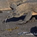 dragon_komodo_hsb_rinca_h_1648_kom3993.jpg